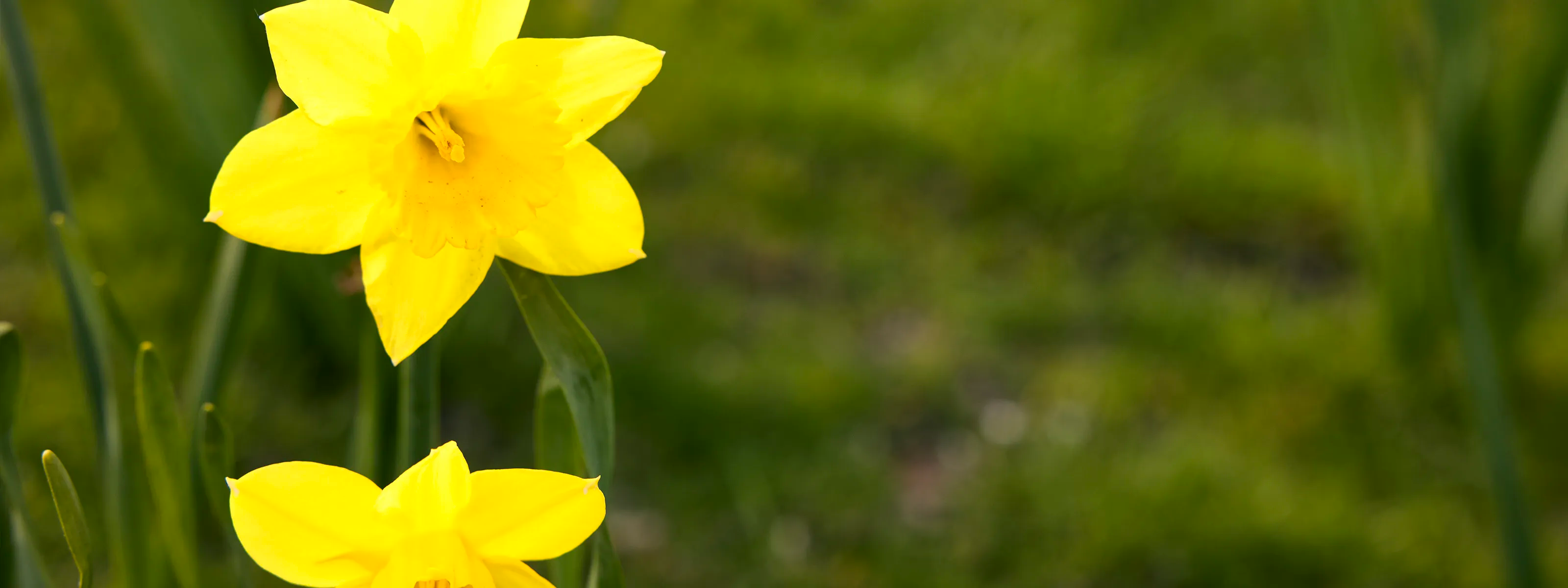 Two yellow flowers with a blurred green background